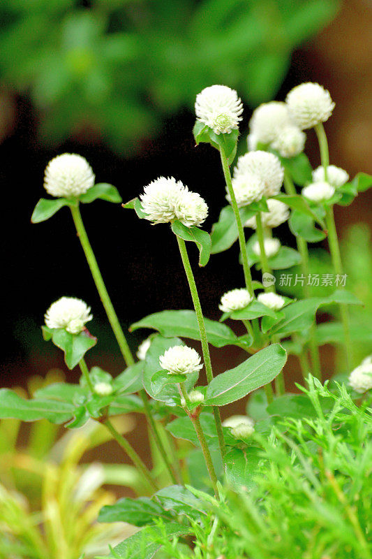 Gomphrena globosa /球形苋菜花